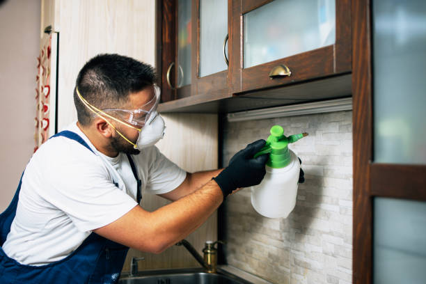 Best Mosquito Control Services  in Rushford, MN