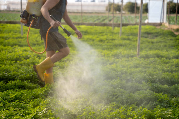Best Local Pest Control Services  in Rushford, MN