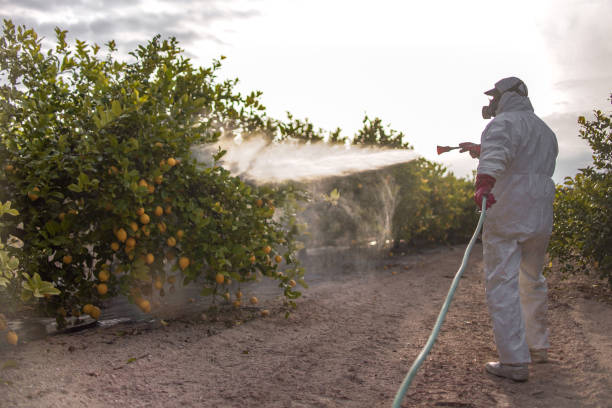 Best Wasp Removal Services  in Rushford, MN
