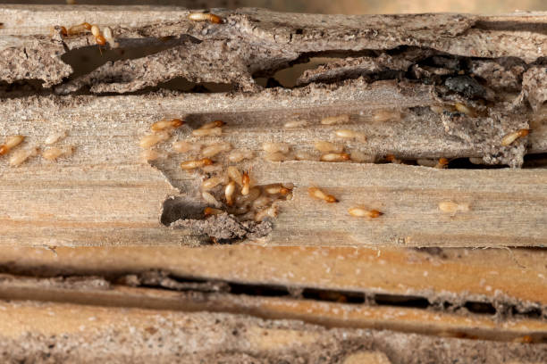 Best Flea Control Services  in Rushford, MN